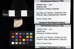 Foto (Objket + Etiketten) von Galatheoidea indet. 